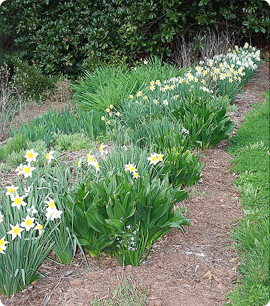 Jonquils and Daffodils Sweet Pea